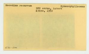 [Mecodium recurvum in Hawaii, envelope IE20-079]