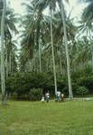 Plantation, Rabaul Subdistrict], [Papua New Guinea, 1963?]