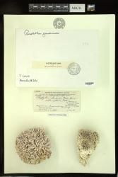 Porolithon gardineri