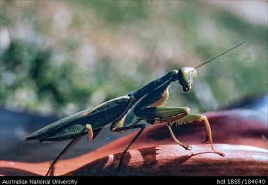 Aiyura - Praying mantis