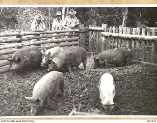 THORPVILLE, NEW GUINEA. 1943-12-07. OFFICERS OF THE 113TH AUSTRALIAN CONVALESCENT DEPOT LOOKING OVER THE UNIT PIGGERY. IDENTIFIED PERSONNEL ARE: N393145 CHAPALAIN P. AYLWARD (ROMAN CATHOLIC) (1); ..