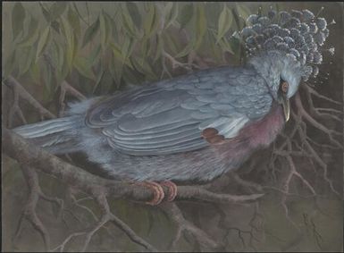 Sclater's goura pigeon, Papua New Guinea, 1917 / Ellis Rowan