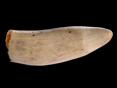 Ceremonial whale tooth