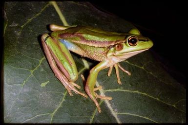 Ranoidea aurea