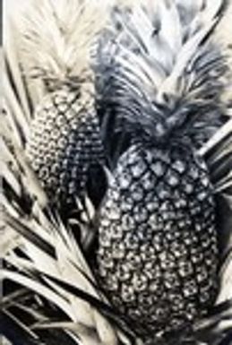692. Hawaii: individual fruits of Cayenne pineapples