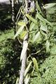 French Polynesia, close-up of vanilla bean vine growing on Moorea Island