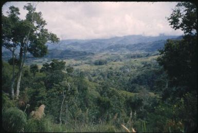 Near Nondugl - original forest growth : Wahgi Valley, Papua New Guinea, 1954 and 1955 / Terence and Margaret Spencer