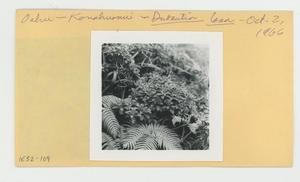 [Dubautia laxa in Hawaii, IE32-109]