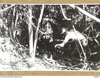 FINSCHHAFEN, NEW GUINEA, 1943-10-02. IN THE JUNGLE EVACUATING THE WOUNDED FROM THE FORWARD AREAS DURING THE CAMPAIGN