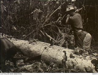 Lae, New Guinea. 1944-07-26. A member of 2/3rd Forestry Company showing Australian New Guinea Administrative Unit (ANGAU) natives how to use wedges to free a cross cut saw when it has become jammed