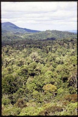 Rainforest canopy