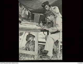 NADZAB, NEW GUINEA. C. 1944-02. AT NO. 24 (VULTEE VENGEANCE) SQUADRON RAAF, WHAT IS CLAIMED TO BE THE BIGGEST DOG IN NEW GUINEA, A GREAT DANE, SITS UNDER THE TABLE OF HIS MASTER FLIGHT LIEUTENANT ..