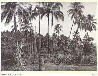 RABAUL, NEW BRITAIN, 1945-09-12. JAPANESE GARDENS PLANTED IN THE HILLS NEAR TUNNEL HILL ROAD, ADJACENT TO RABAUL TOWNSHIP. THE JAPANESE GARRISON AT RABAUL DEPENDED ON SUCH GARDENS FOR MOST OF THEIR ..