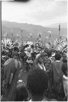 Pig festival, pig sacrifice, Tsembaga: people gather to watch cordyline roots being dug up from lower gate, many hold feather valuables aloft