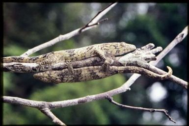 Eurydactylodes vieillardi