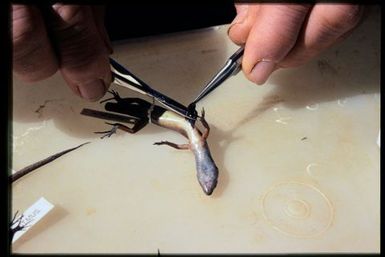 Team member removing liver sample from skink specimen in field