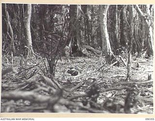 BOUGAINVILLE. 1945-04-05. A DEAD JAPANESE LYING IN FRONT OF A 25 INFANTRY BATTALION WEAPON PIT AFTER A FANATICAL CHARGE DURING ACTION ON SLATER'S KNOLL. ENEMY CASUALTIES AMOUNTED TO 152