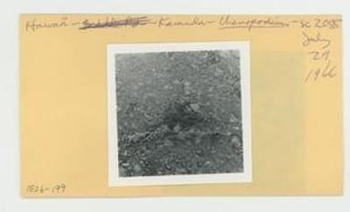 [Chenopodium in Hawaii, envelope IE26-199]
