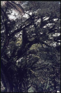 The old trees by the Kieta road (later cut down to widen the road) (3) : Bougainville Island, Papua New Guinea, March 1971 / Terence and Margaret Spencer