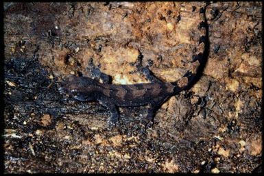 Bavayia cyclura (?)