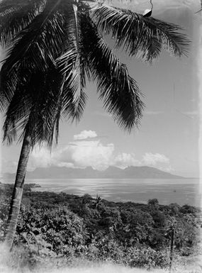 [View of Palm tree, bush and ocean]