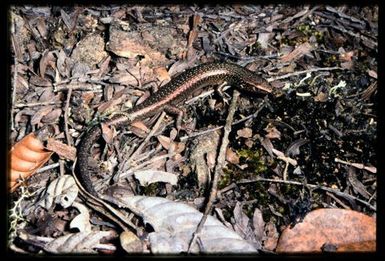 Skink sp.
