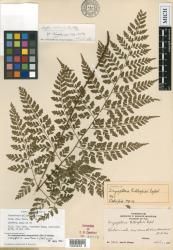 Dryopteris aneitensis