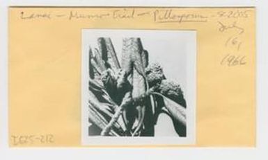 [Pittosporum confertiflorum in Hawaii, IE25-212]