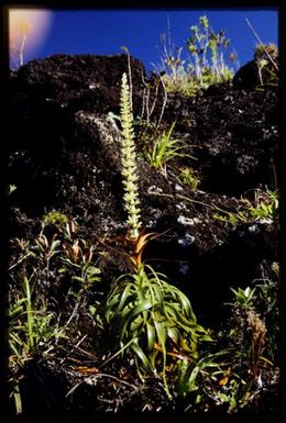 Dracophyllum sp. in peridotite rock