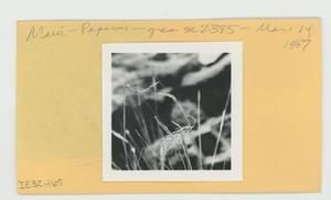 [Grass in Hawaii, envelope IE32-165]
