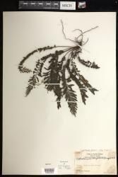 Cephalomanes atrovirens subsp. boryanum