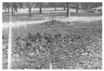 Stone mounds on north west slope inland, Alesia.