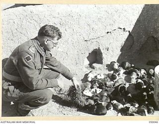 KILO 89 CAMP, PALESTINE. 1942-12. GUINEA PIGS BRED BY MEDICAL OFFICERS AT NO. 8 AUSTRALIAN SPECIAL HOSPITAL WHERE THEY ARE CONSTANTLY NEEDED FOR BLOOD TESTS OF VENEREAL CASES BUT ARE DIFFICULT TO ..