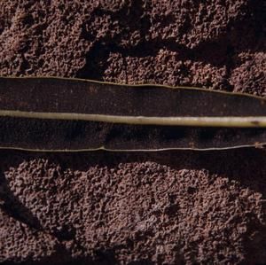 [Elaphoglossum close-up from Konahuanui Peak, United States] BRIT-A-AR003-012-02-152