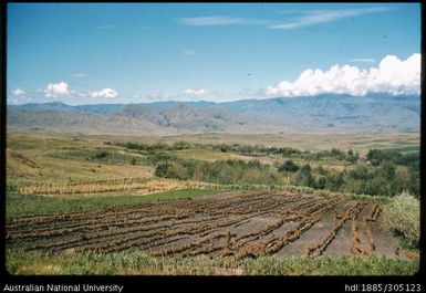 Peanut garden, Korofeigu