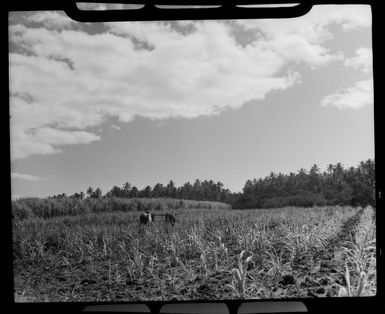 A Cane field, near Nadi, Fij