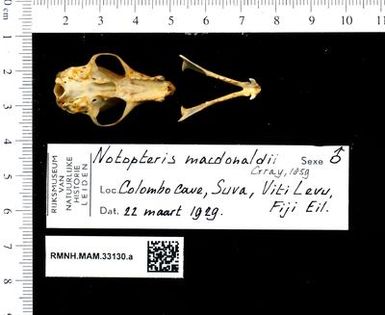 Notopteris macdonaldi skull