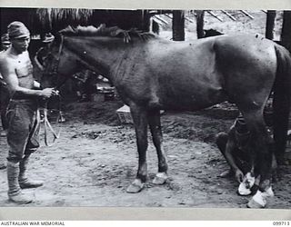 RABAUL, NEW BRITAIN, 1946-01-17. A JAPANESE VETERINARY OFFICER DRESSING THE HOOF OF A HORSE AT RABAUL RACE CLUB