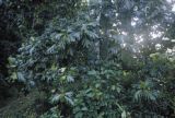 Federated States of Micronesia, Breadfruit tree