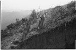 Pig festival, pig sacrifice: stakes form a ritual gate beside a newly-built trail with steep edge