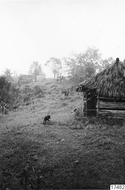 man, house, forest, dog, photograph, ph