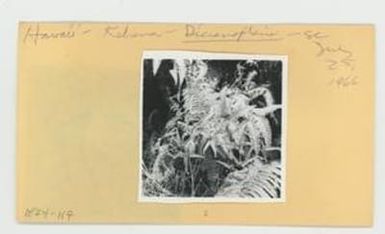 [Dicranopteris in Hawaii, envelope IE24-117]