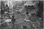 Pig festival, pig sacrifice, Tsembaga: preparations in the ancestral shrine, sacrifice house at right