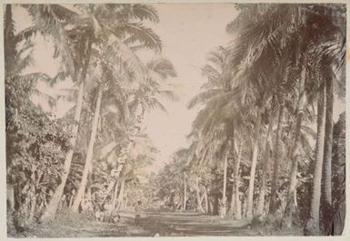 Avenue of palm trees. From the album: Cook Islands