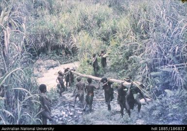 Men carrying tree trunk from river