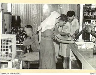 KATHERINE, NT. 1942-11-24. GUINEA PIGS ARE USED IN THE PATHOLOGICAL LABORATORY OF 121 AUSTRALIAN GENERAL HOSPITAL (121AGH) FOR TESTS AND EXPERIMENTS. CAPTAIN G.A. JOHNSTON, PATHOLOGIST AT THE ..