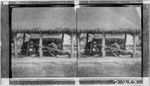 Picturesque Native Homes in Agana. Drying copra or coconut. P.I. Wrong title - sawing wood?