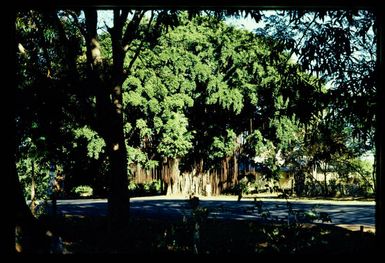 Banyan tree, Lautoka, 1971