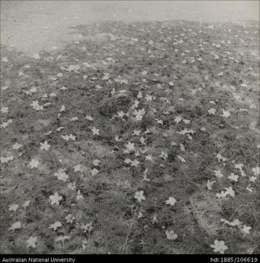 Flowers on the ground