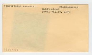 [Wikstroemia uva-ursi in Hawaii, envelope IE19-117]